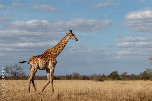 Giraffe on the savannah with a blue sky with clouds in Kruger National Park in South Africa
