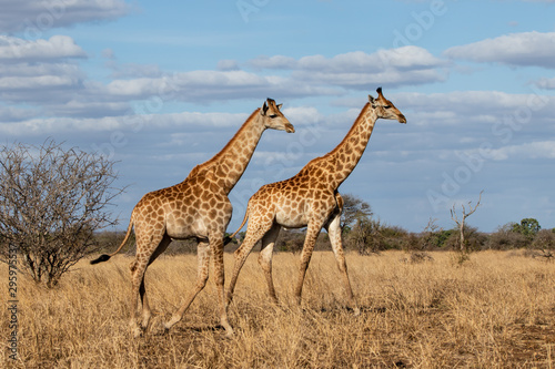 Giraffe on the savannah with a blue sky with clouds in Kruger National Park in South Africa