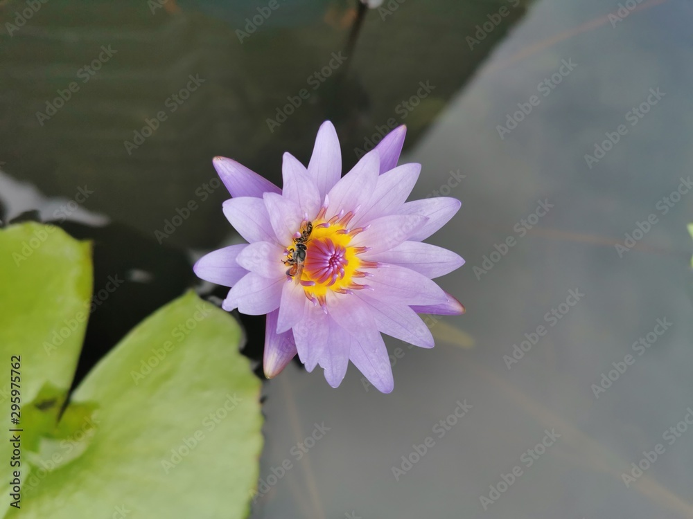 Blooming Lotus flowers with bees collecting pollen from its nectar. Blooming Lotus flowers with bees collecting pollen from its nectar.