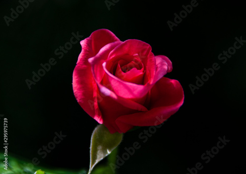 red rose on black background