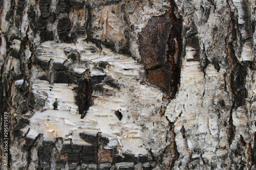 Bark of tree birch nature texture background