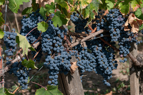 Red grape in vine yard