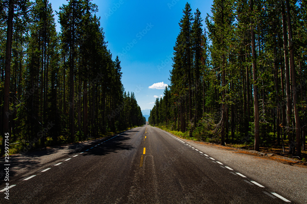 road in the forest road in the forest