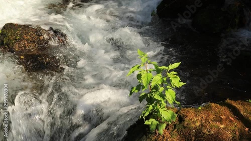 Waterfall Banias. Water stream. Spring of river Hermon. Nature Reserve and National park - a popular place for tourist trips with locals and foreign tourists in the north of Israel
