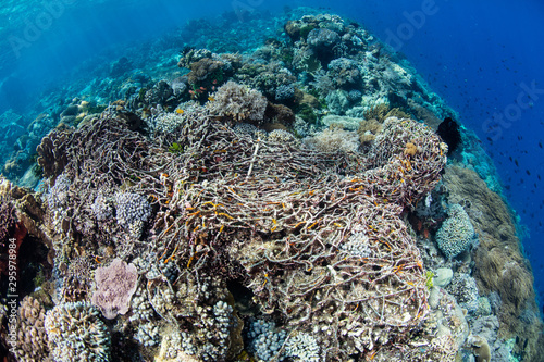 A discarded fishing net has drifted onto a coral reef in Indonesia. These "ghost nets" can continue to kill a wide variety of wildlife for many years.