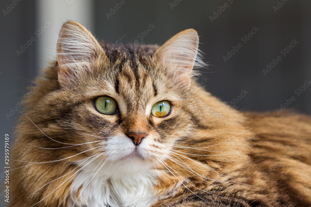 Long haired cat in relax indoor, siberian purebred domestic animal