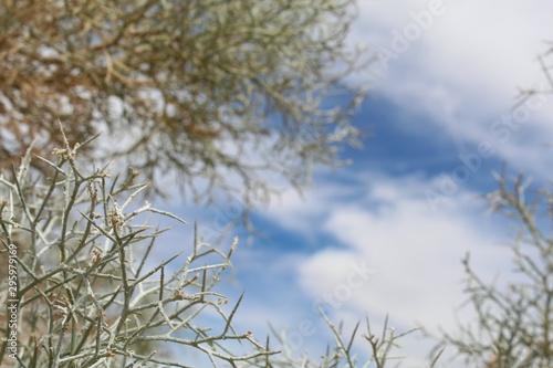 To preserve our indigenous ecology, we must respect this unique plant growing in the margins of 29 Palms, commonly referred to as Smoketree, and botanically ranked as Psorothamnus Spinosus. photo