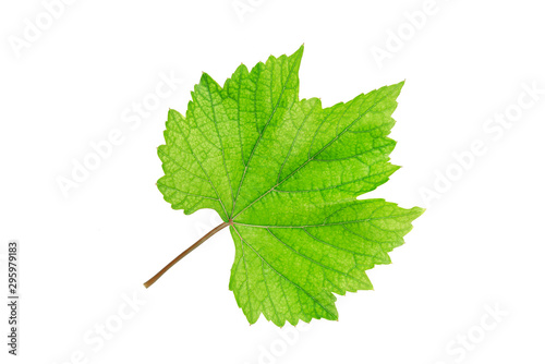 Grape  leaf isolated on white background