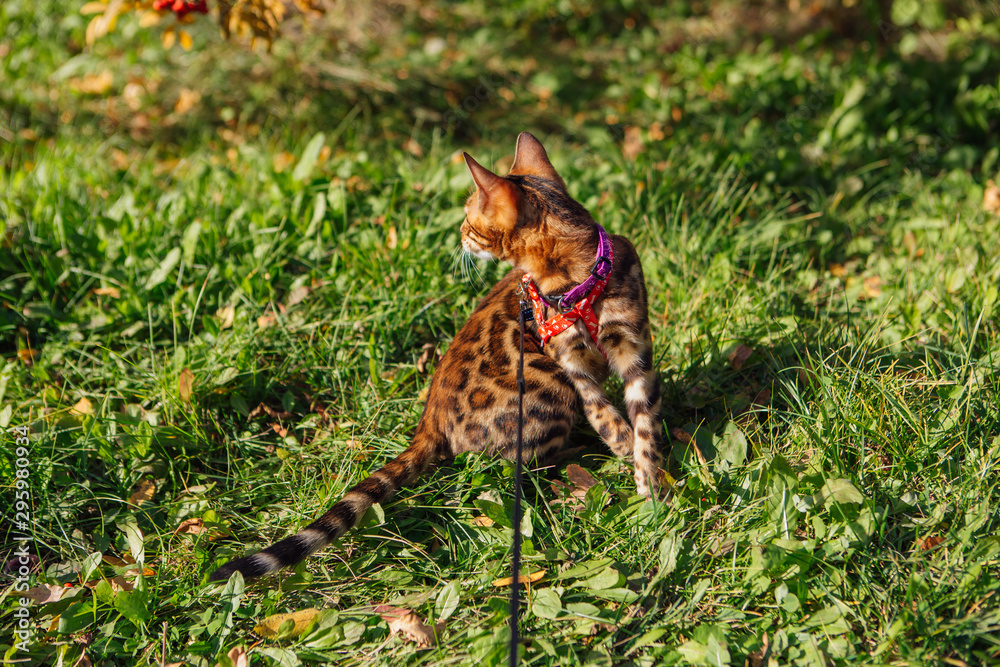 Cute little bengal kitty walking on the grass outdoors Cute little bengal kitty walking on the grass outdoors
