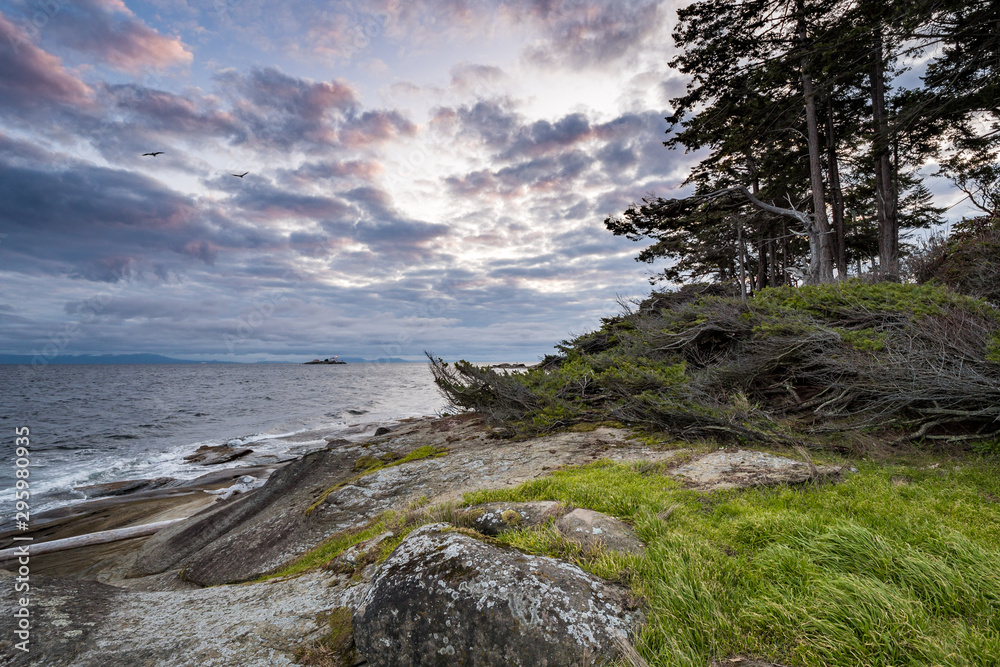sand stone formed coast line filled with grasses and pine trees grown on the edge under pink cloudy sky near sunrise sand stone formed coast line filled with grasses and pine trees grown on the edge under pink cloudy sky near sunrise