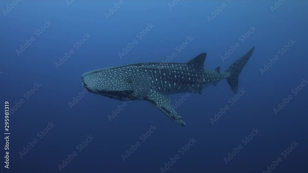 Whale shark swims in blue water close to the boat. Tubbataha Reef dive site Delsan Wreck 4k footage Whale shark swims in blue water close to the boat. Tubbataha Reef dive site Delsan Wreck 4k footage