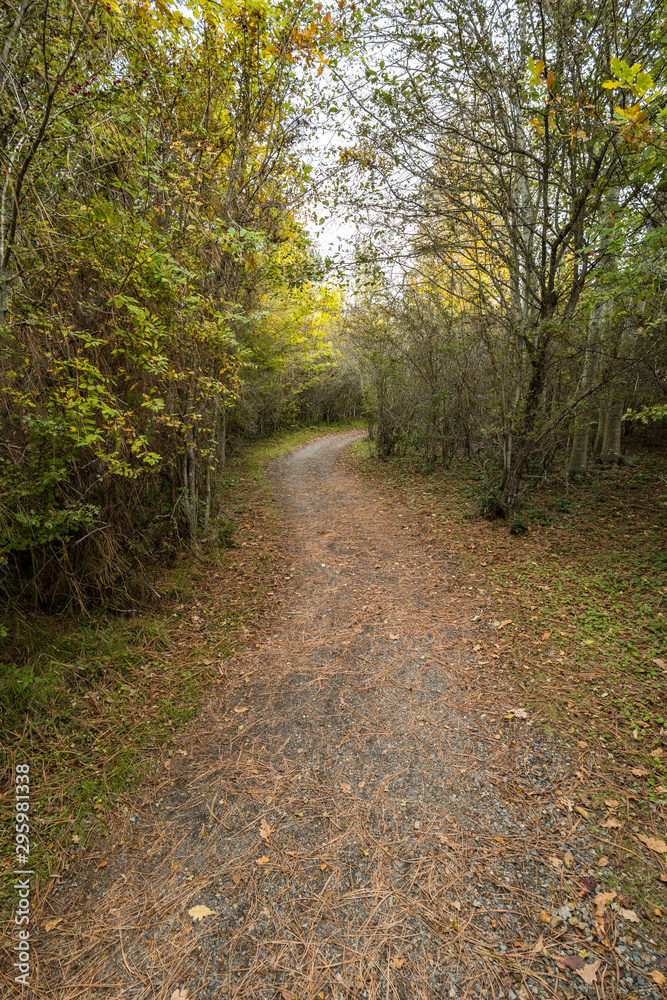 Fototapeta premium path inside park covered with dense fallen leaves with dense foliage on both sides on an over cast day