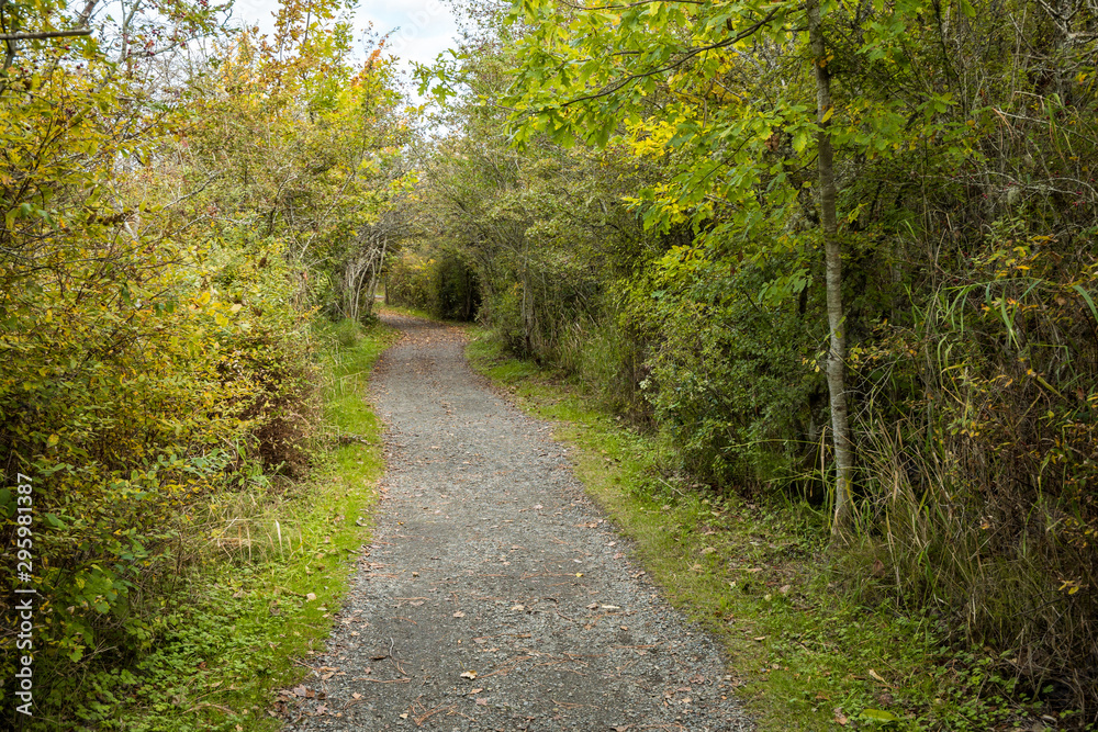 path inside park with dense foliage on both sides on an over cast day