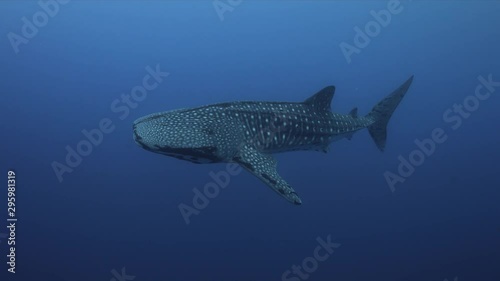 Whale shark swims in blue water close to the boat. Tubbataha Reef dive site Delsan Wreck 4k footage