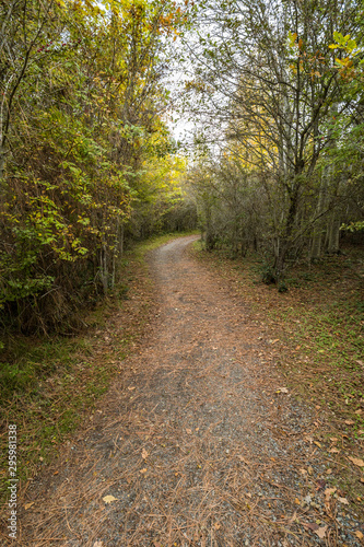 path inside park covered with dense fallen leaves with dense foliage on both sides on an over cast day 