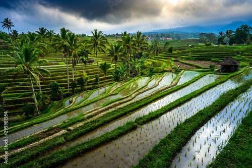 Jatiluwih rice terraces, Beautiful rice fields steps, Destination is popular for tourists in Bali and has been designated the prestigious UNESCO world heritage site. Bali Rice Terraces. Indonesia.
