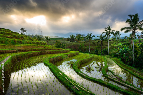 Jatiluwih rice terraces, Beautiful rice fields steps, Destination is popular for tourists in Bali and has been designated the prestigious UNESCO world heritage site. Bali Rice Terraces. Indonesia.