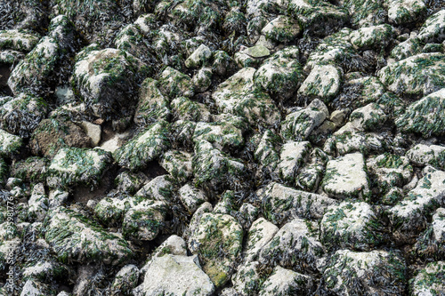 background texture of dried green seaweed covered rocks on the shore line