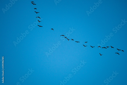 a flock of cormorants flew in formation on clear blue sky