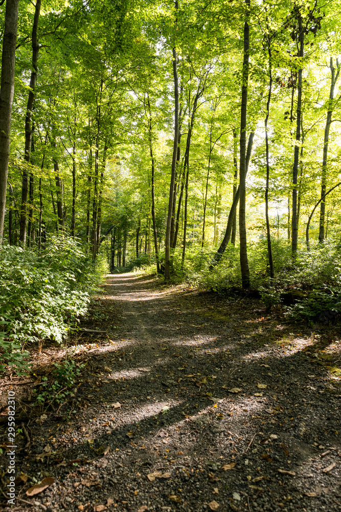 Fototapeta premium Trail in autumn forest. Ground is covered with leaves