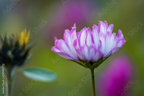 close up of beautiful pink flowers blooming in the garden in the shade with blurry green background