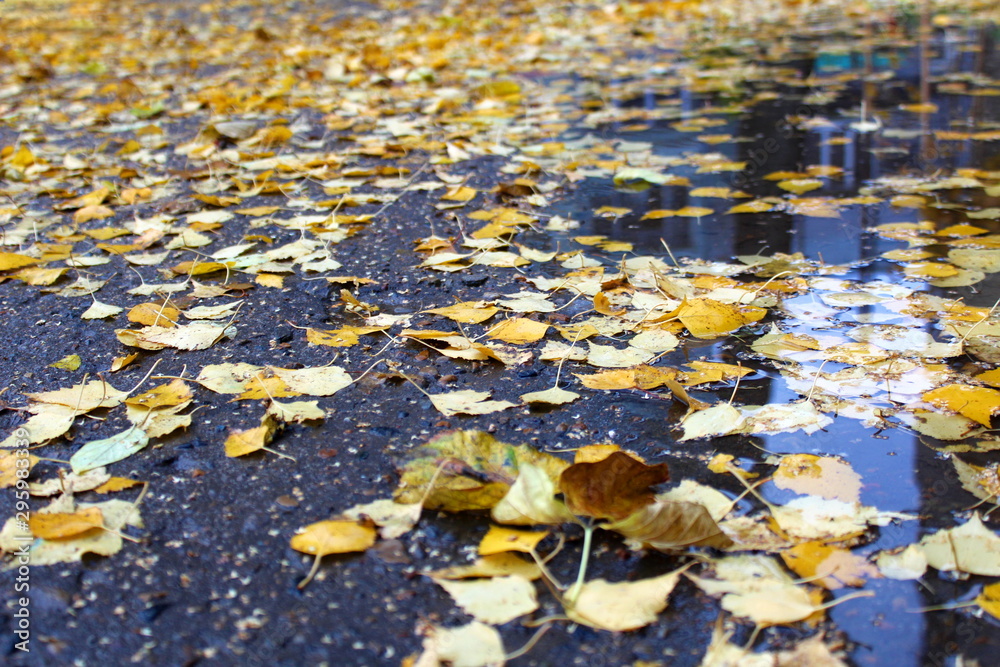 autumn juicy yellow leaves lie on damp pavement autumn juicy yellow leaves lie on damp pavement