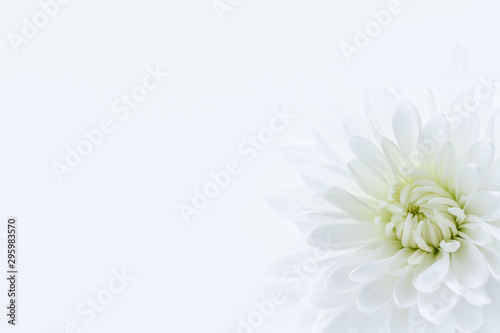 菊 白い花の背景素材