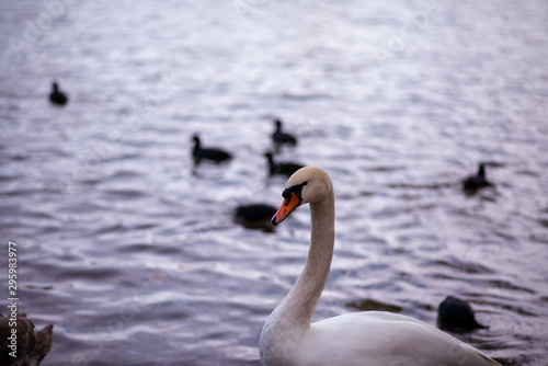 Close up portrait of swan at mouth of lake