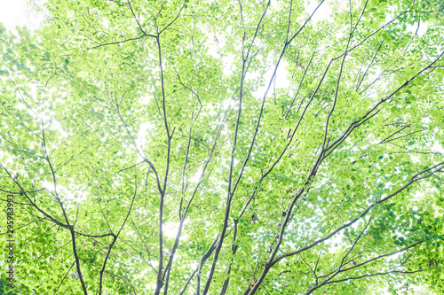 緑の木々の背景イメージ