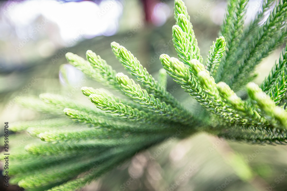 The blurry background of colorful leaves, the beauty of nature, the bokeh from the sunlight falling and the wind blowing through. The blurry background of colorful leaves, the beauty of nature, the bokeh from the sunlight falling and the wind blowing through.
