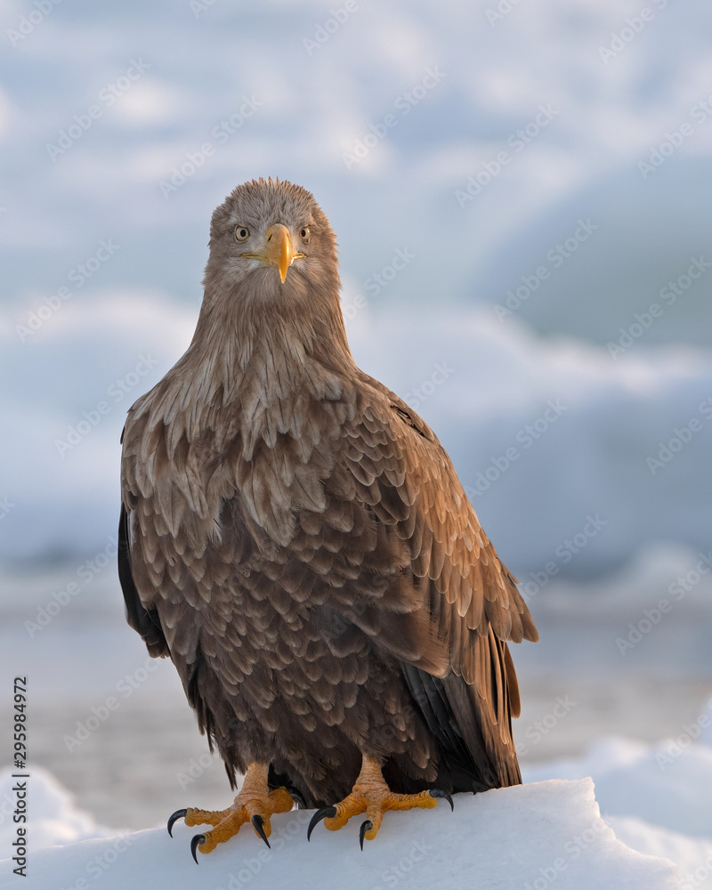 White-tailed eagle was on the floating ice at the Sea of Okhotsk near Rausu, Hokkaido Japan The town of Rausu on the Shiretoko Peninsula in Hokkaido garners attention from around the world White-tailed eagle was on the floating ice at the Sea of Okhotsk near Rausu, Hokkaido Japan The town of Rausu on the Shiretoko Peninsula in Hokkaido garners attention from around the world