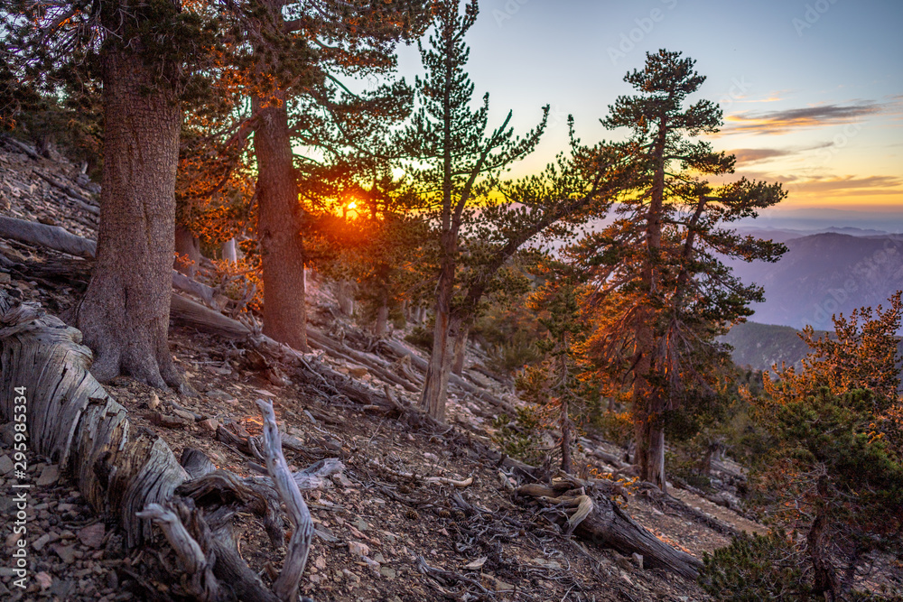Tall pines along trail at sunset in San Bernardino Mountains, California
