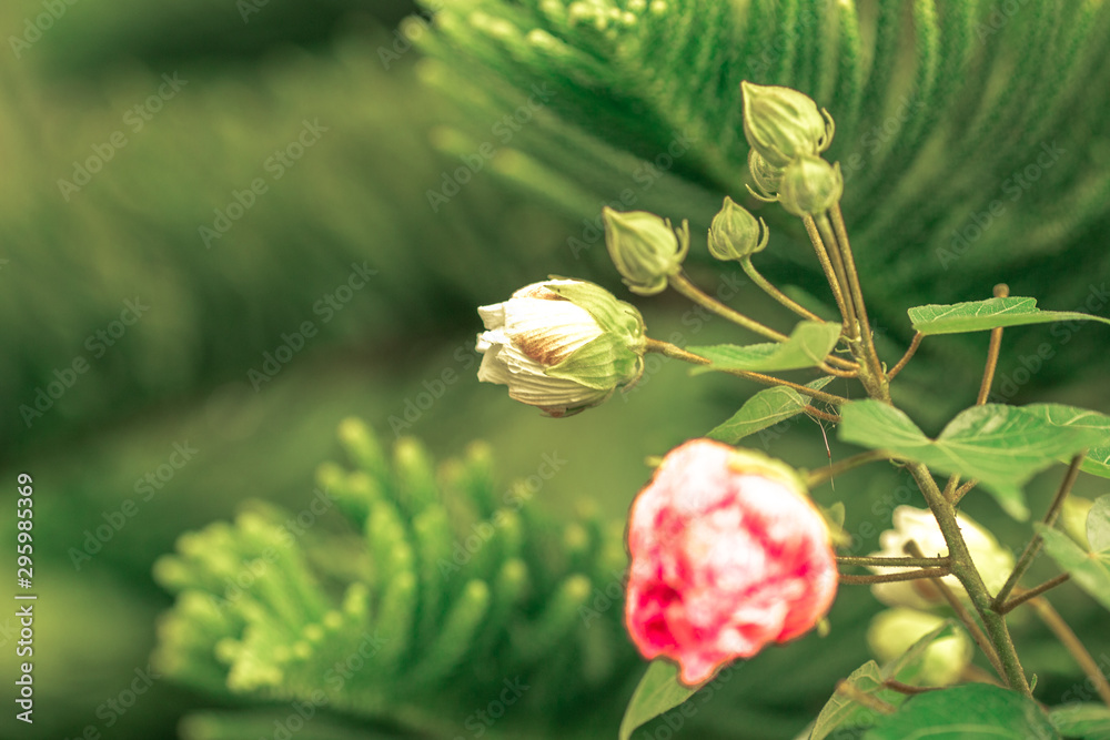 The blurry background of colorful leaves, the beauty of nature, the bokeh from the sunlight falling and the wind blowing through. The blurry background of colorful leaves, the beauty of nature, the bokeh from the sunlight falling and the wind blowing through.