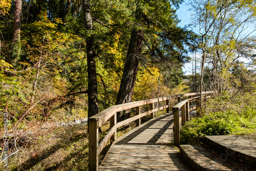 small wooden bridge in the park on a sunny day surrounded by beautiful autumn foliage