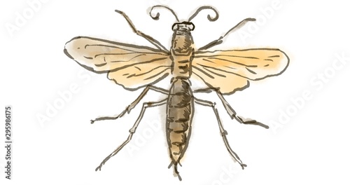 Wasp Watercolor Drawing