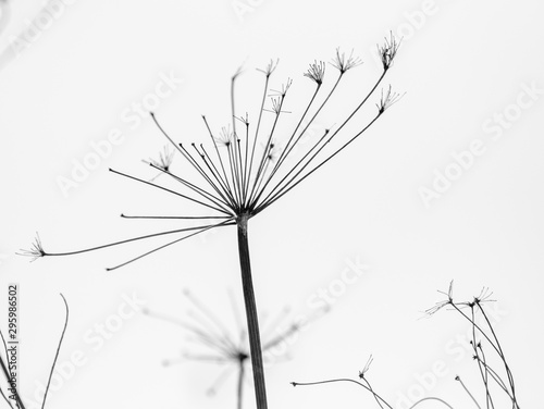 Dry branches of hogweed, on a white background.