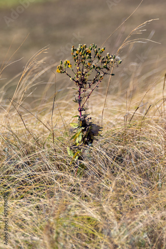 Background of dried dry grass autumn landscape.