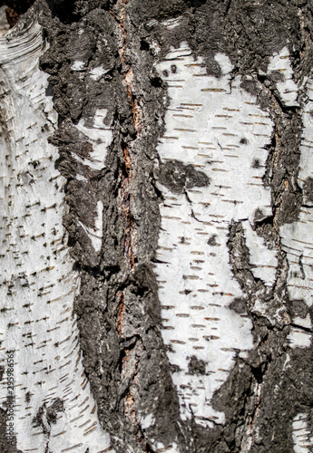 Birch bark texture, tree trunk background.