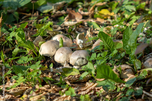 Autumn mushrooms, close-up, nature landscape