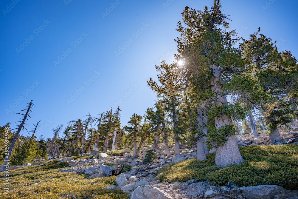 Obraz premium Tall twisted pines in San Bernardino Mountains, California