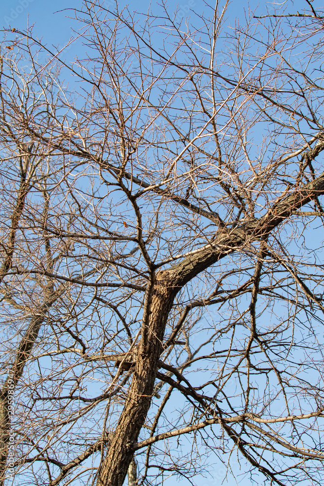 Bare branches on a background of autumn blue sky. Bare branches on a background of autumn blue sky.