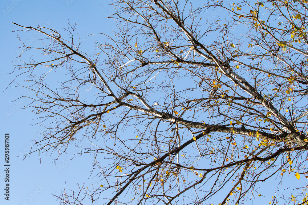 Bare branches on a background of autumn blue sky. Bare branches on a background of autumn blue sky.