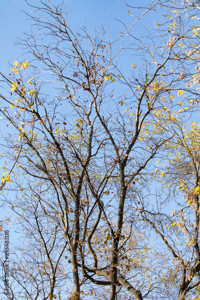 Bare branches on a background of autumn blue sky. Bare branches on a background of autumn blue sky.