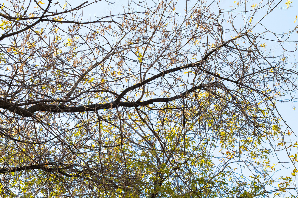 Bare branches on a background of autumn blue sky. Bare branches on a background of autumn blue sky.