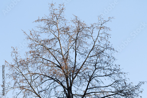 Crooked tree branches without leaves on a background of blue sky, late autumn. Dry tree branches autumn landscape and sky.