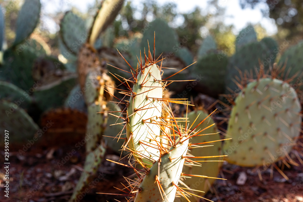 Naklejka premium Closeup of prickly pear cactus spines plant defenses in desert
