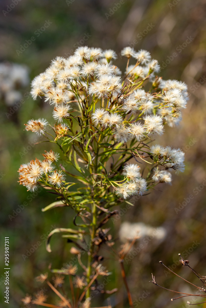 Fluffy flowers of a withering thistle, nature landscape. Fluffy flowers of a withering thistle, nature landscape.