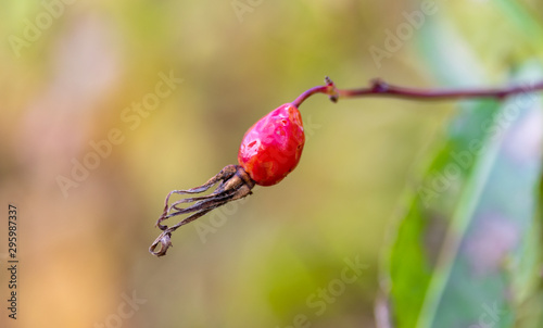 Rosehip berries, close-up, autumn landscape.