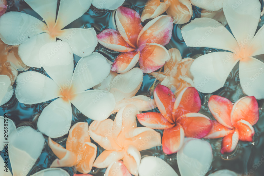 Frangipani flowers colorful tropical scent on water treatment in the health spa is illustrated Frangipani flowers colorful tropical scent on water treatment in the health spa is illustrated
