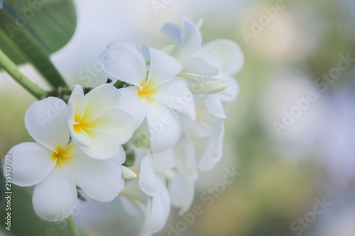 White frangipani on a tropical flower with a light background bokeh nature use the illustrations
